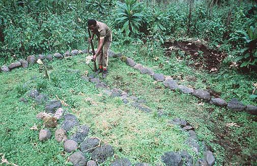 Digit's burial site - Photo by Murray Close